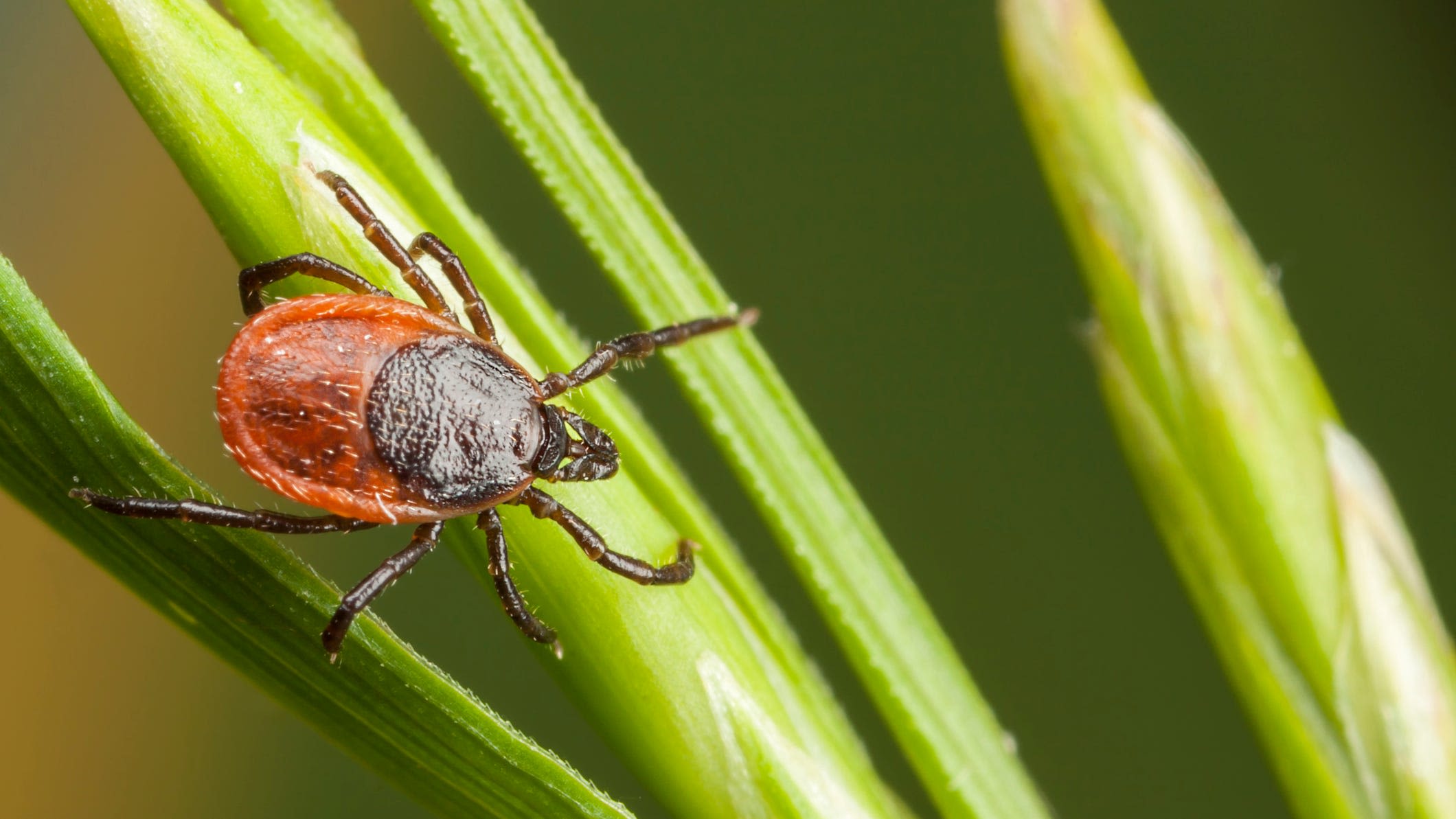 Powassan virus confirmed in Massachusetts: What you should know as tick season continues