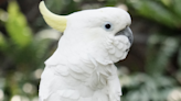 Cockatoo Runs with Pure Joy After Being Reunited with 'Her Puppy'