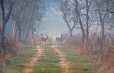 Dudhwa National Park