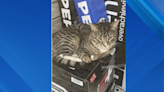 SEE IT: Beloved bodega cat taken from Manhattan store