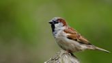 What bird is this? These five species are the most likely to be at your feeder