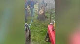 Incredible moment cow pulled out of sinkhole in County Durham