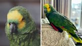 84-Yr-Old Abused Parrot Finally Finds His Happy Ending With Loving Family