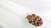 How to Get Rid of Carpet Beetles and Carpet Beetle Larvae