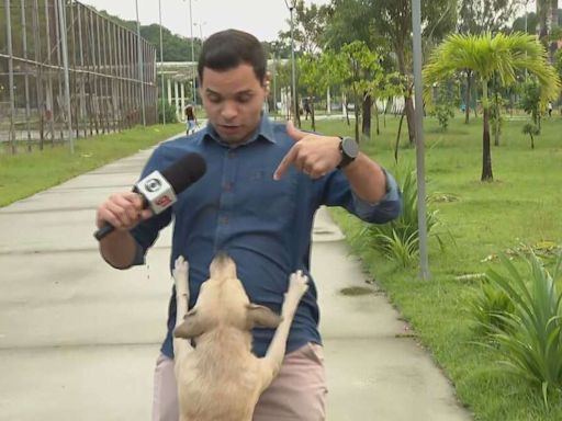 Cachorro caramelo invade transmissão ao vivo da Globo, morde fio e gera risos