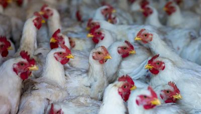 Las 5 cosas que debes saber este 7 de junio: ¿Qué es la gripe aviar H5N2?