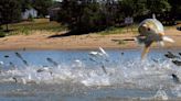 'We've had enough of you' | TN continues battle with 4 invasive carp species spreading across the state