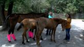Horse rescue organization reclaims neglected horses