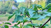 Jimsonweed, toxic plant on NH invasive species 'watch list': What to know in Nature News
