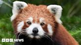 New Staffordshire home for endangered red panda Esha