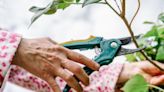 Alan Titchmarsh shares the 'simplest form' of pruning for a 'flush of blooms'