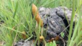 Mushroom Enthusiasts Discover Two New Psilocybe Species