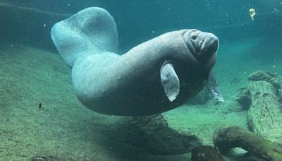 Juliet, manatee rescued from Miami Seaquarium, dies at ZooTampa