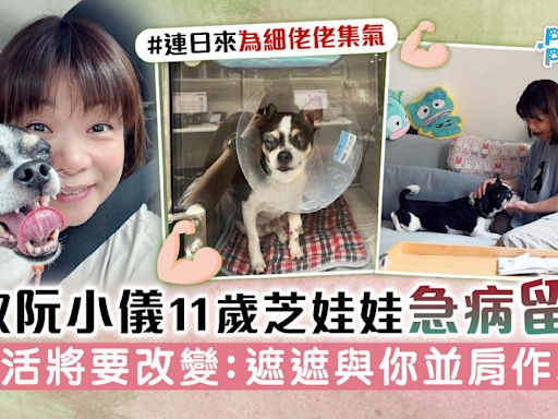 狗奴阮小儀11歲芝娃娃急病留院 生活將要改變：遮遮與你並肩作戰