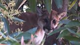 Mountain lion lurks in Woodland Hills tree. 'I thought I was the only cougar in this house'