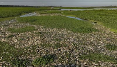 Brazil's Piracicaba River turns into a carpet of floating dead fish after alleged dumping of industrial waste - CNBC TV18