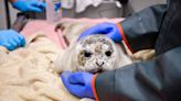 SeaLife Center admits abandoned harbor seal pups | Peninsula Clarion
