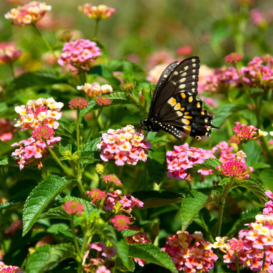 Try these plants to attract bees, birds, and butterflies to your North Texas garden