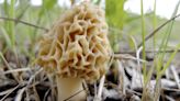 Learn foraging etiquette and other tips for harvesting wild fungi