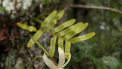 Legal victory speeds protection decision for rare ghost orchid