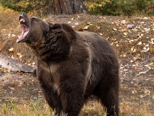 Bear dragged body of man killed in Massachusetts car wreck, police say