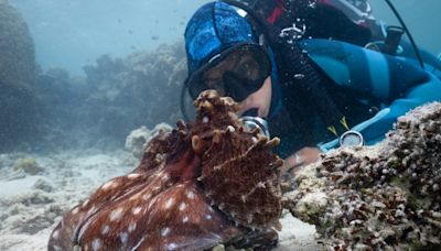 James Cameron turns cameras on octopuses