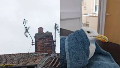 Gull freed from TV aerial after getting tangled in hair extensions