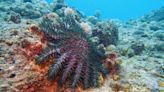 Crown-of-thorns culls suppressing outbreaks on GBR