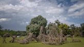 “Cronoforma”: una gigantesca obra de arte hecha con ramas de poda, la nueva estrella del picnic nocturno en Pinamar