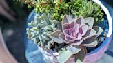 Haag: Exploring the world of succulents