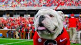 Understanding Uga Mania: Why all the fuss over a dog? (Because this mascot’s a Dawg)