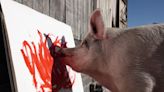 A hog named Pigcasso is famed for painting abstract portraits and has sold $1 million worth of art, her rescuer says