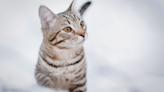 Photographer's 'Snowy Cat Photoshoot' Results in Most Gorgeous Images