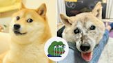 Muere Kabosu, la perrita japonesa de los memes virales Doge: Padecía una terrible enfermedad