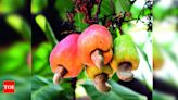 New cashew processing unit boosts earnings for farmers in Gadag | Hubballi News - Times of India