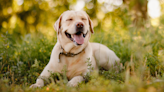 Labrador at Boarding Facility Is a Ray of Sunshine with Her Sweet Smiles for Staff