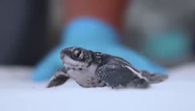 Clearwater aquarium video captures rare nest of sea turtles emerging on Pinellas County beach