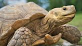 Giant Tortoise Wearing a Turkey Costume Is the Best Thing We've Seen All Year