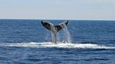 迷航鯨魚、擱淺大烏賊 日海域現怪象因「海水升溫」