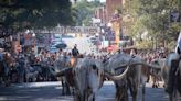 Texas heat wave forces Fort Worth Herd to adjust Stockyards cattle drive for the summer