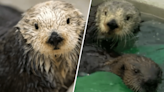 Monterey Bay Aquarium's matriarchal sea otter Rosa dies