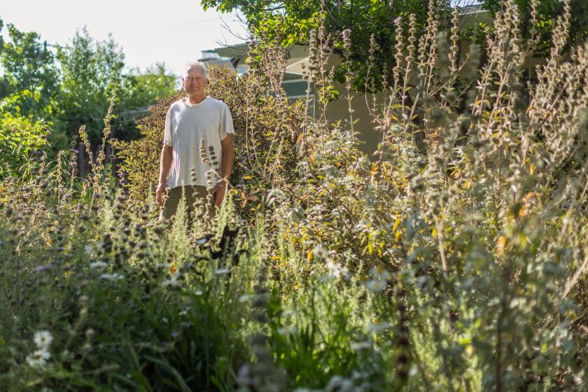 In a hot L.A. neighborhood full of brown lawns, his DIY native plant garden thrives