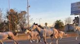 Cerca de 40 caballos sueltos aparecieron galopando en Panamericana a la altura de Don Torcuato