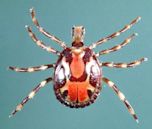 Ticks of domestic animals