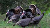 Mississippi turkey hunting: Mandatory tagging, season change approved by MDWFP commission