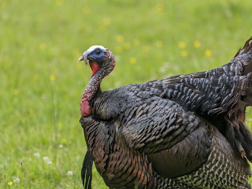 Turkey Rescued From Slaughterhouse Is in Awe After Seeing Sunlight for the First Time