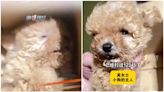 海底撈｜江蘇女稱貴婦犬被員工託管在小房間後焗死 公司：調查中