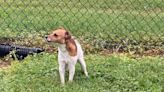 Dog found abandoned at Cumberland County dog park