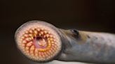 Smith: 'Vampire of the Great Lakes' rises; Sea lamprey numbers increase in Lake Michigan