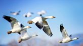 'Mock flock' clarifies how birds fly in formation